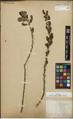 Foto von Salix pedicellata Desf.